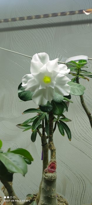 Продам сортовые адениумы