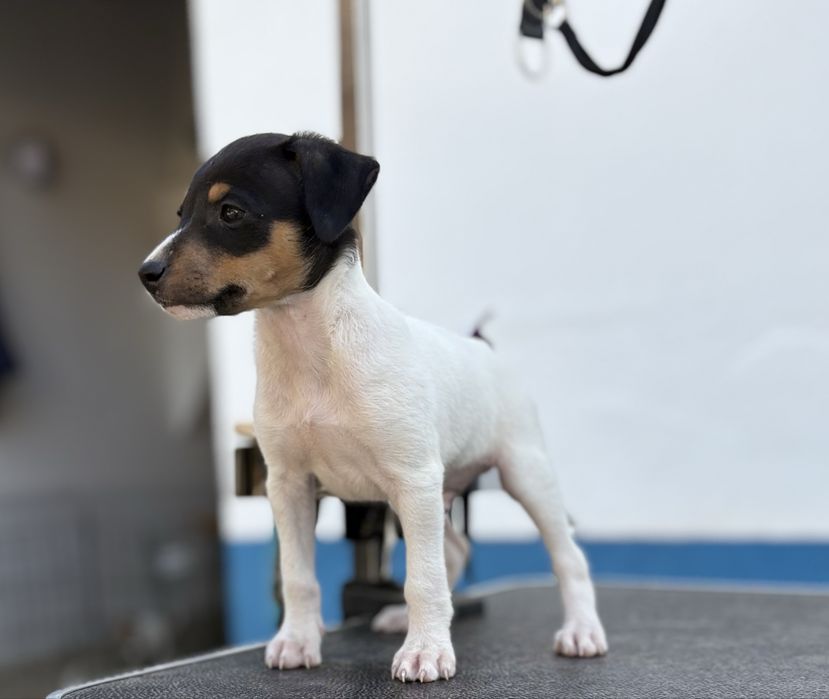 Ratonero Bodeguero Andaluz c/Pedigree