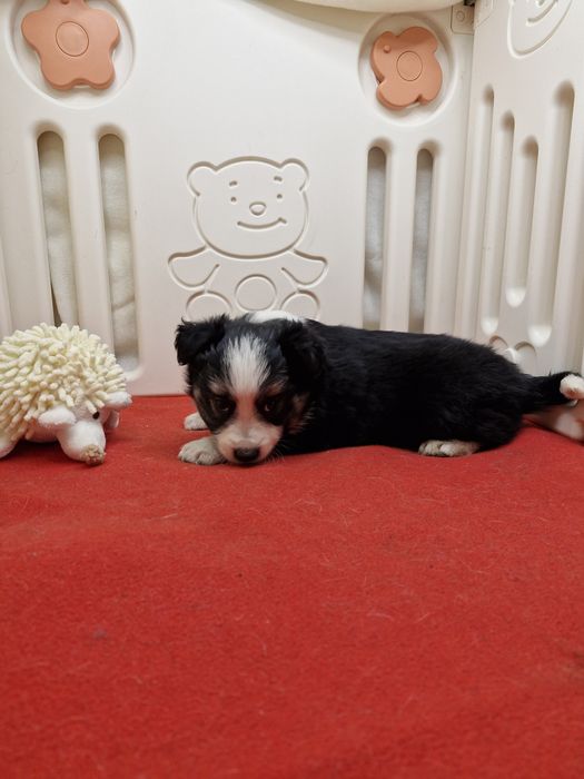 Border Collie suczka tri color