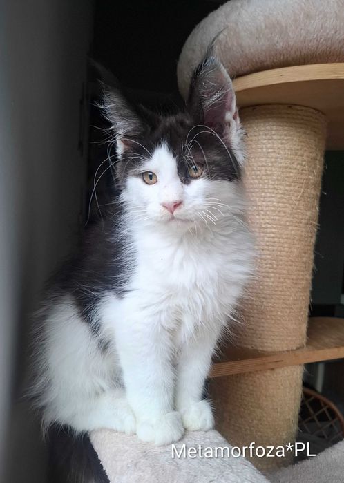 Kocurek maine coon