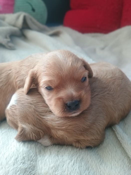 Cavalier King Charles Spaniel, cavapoo F1b