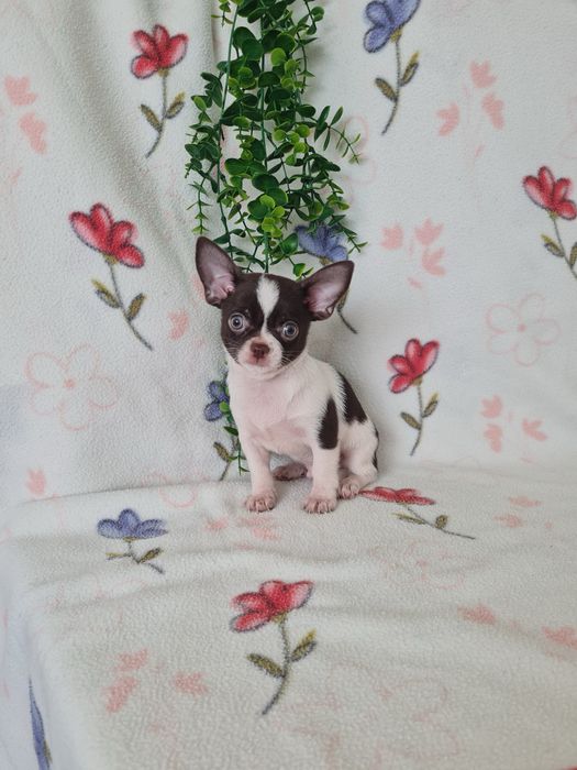 Excecional mini menino Chihuahua/Chiuaua cabeça de maça. de Qualidd