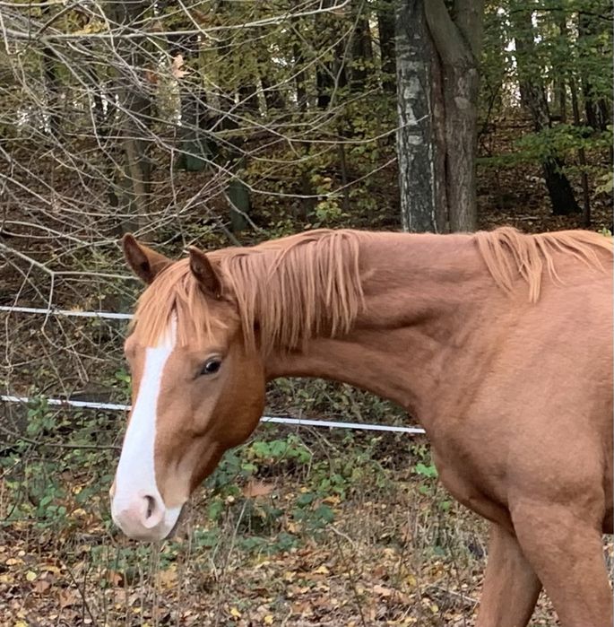 Zajezdzony 3,5 letni walach  Zangersheide filmy na watsapa