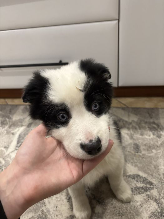 Szczeniak Border Collie