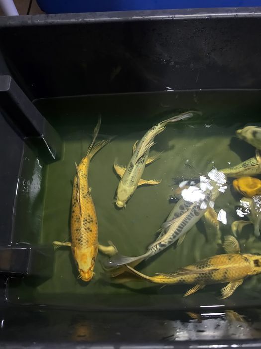 Carpas koi véu 30-40cm
