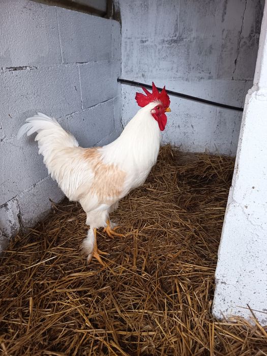 Vendo casal adulto  de raça Legones