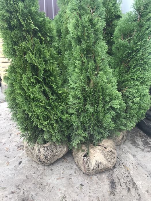 Туя СМАРАГД 1.40-1.50 Супер!