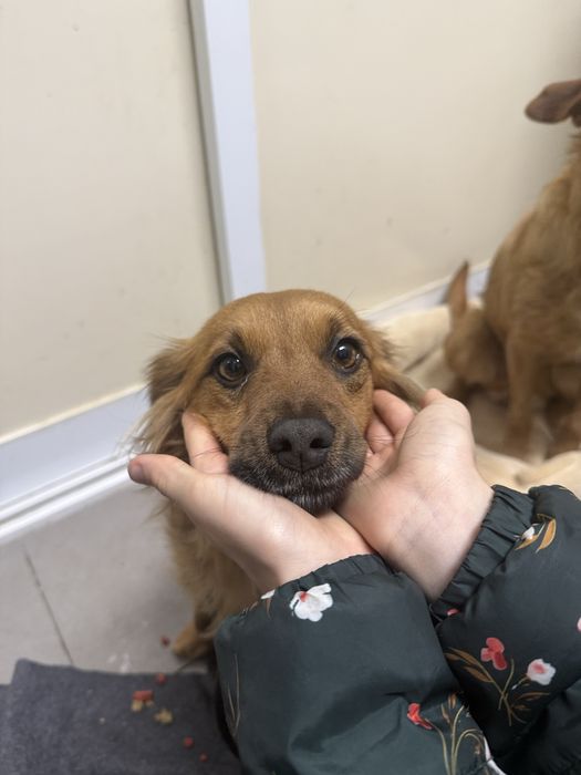 Ariel, cadelinha com 2 anos porte pequeno para adoção responsável