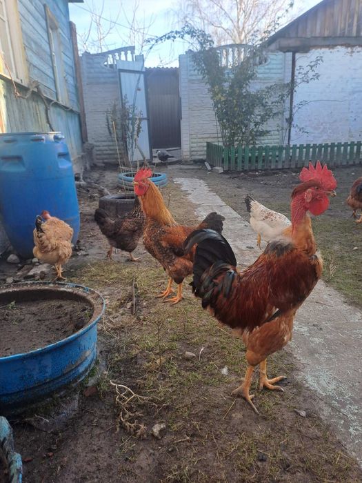 Продаються молоді півники