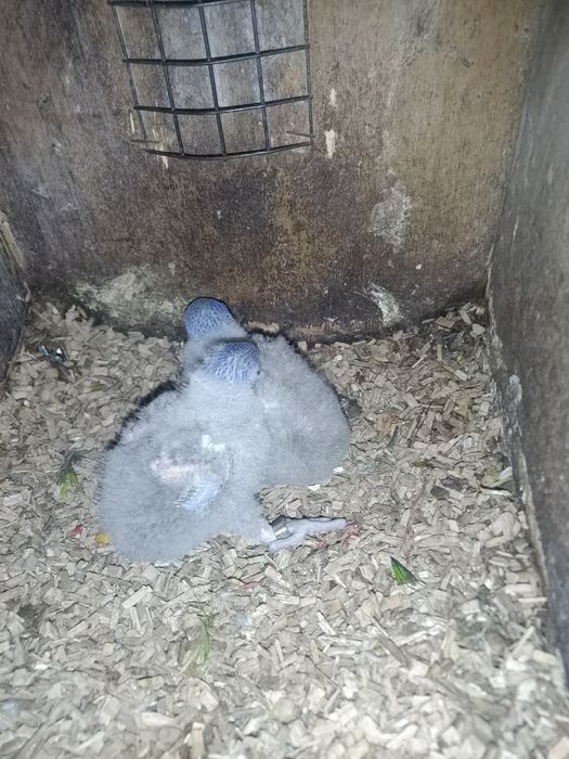 Loris molucanos para criar a mão e casal reprodutor