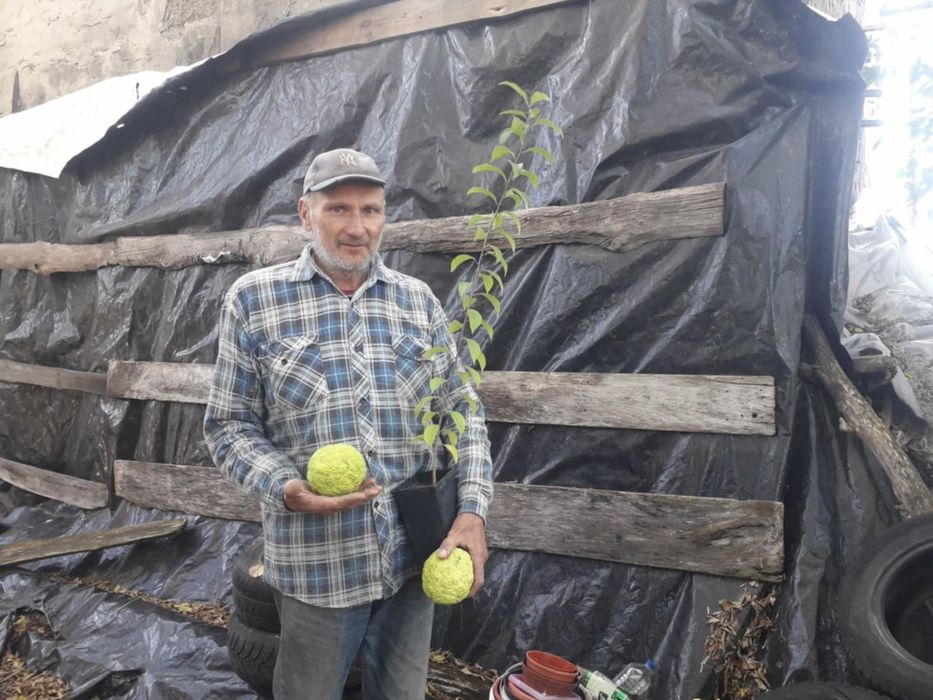 Саджанці плодових і декоративних