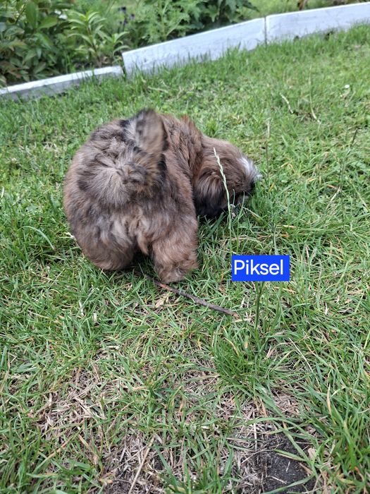 Shih-tzu zapraszam do rezerwacji