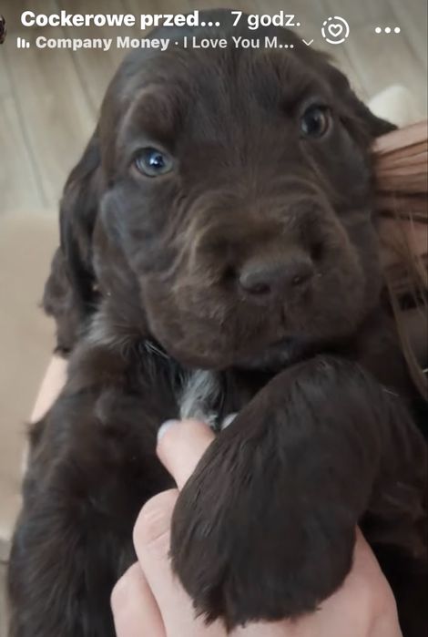 Ostatni Cocker spaniel angielski czekoladowy