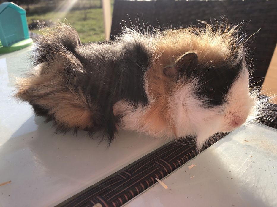 Świnki morskie kawie domowe samce i samiczki