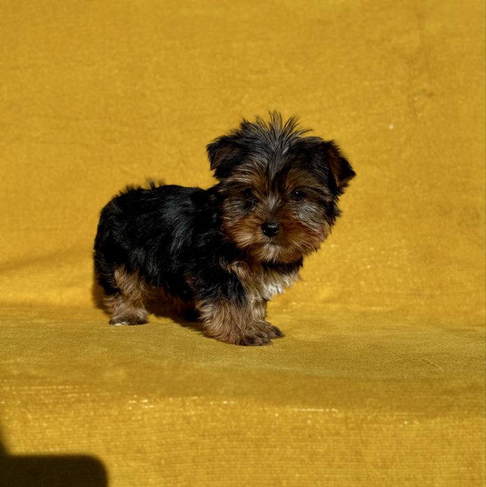 York Terrier z Rodowodem