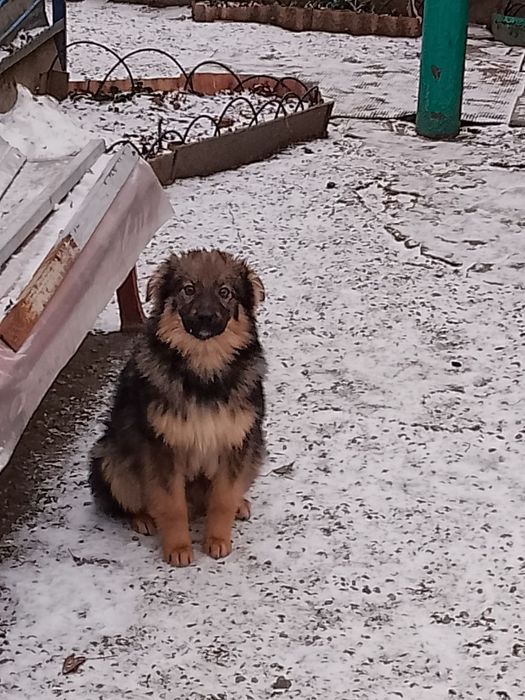 Собачки ищут дом! Харьков