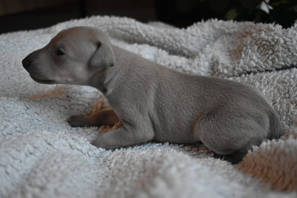 Charcik włoski- piesek