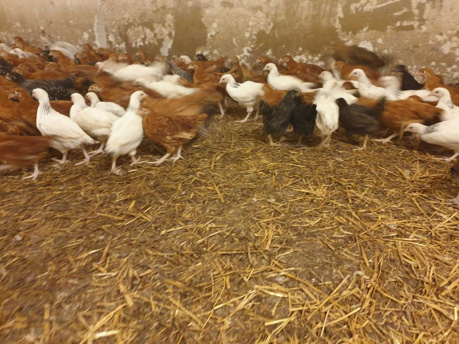 Kury kokoszki nioski Rosa kolorowa na  wybieg transport na miejsce