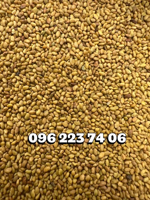 Продам насіння люцерни, конюшини