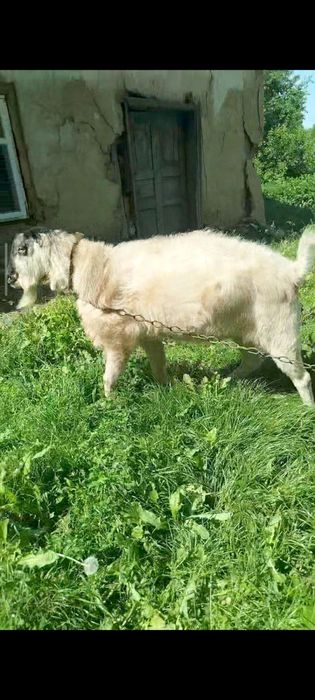 Продам   козла, цапа