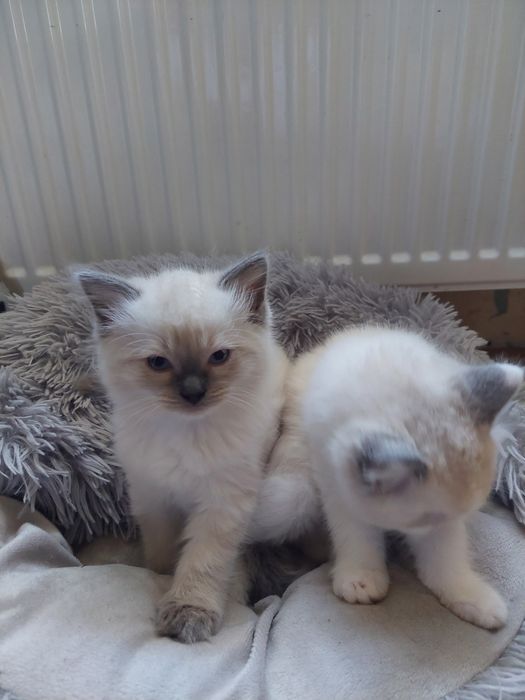 Piękny Kocurek Ragdoll