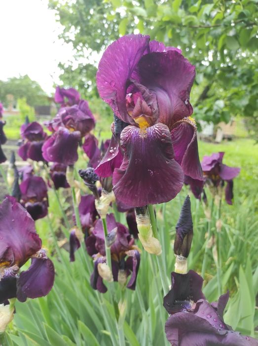 Іриси, півники ВЕЛИКІ