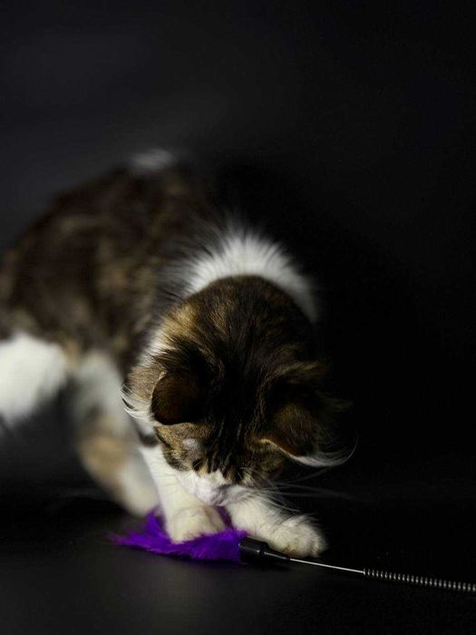 Мейн-кун дівчинка з клубними документами WCF • усі вакцини