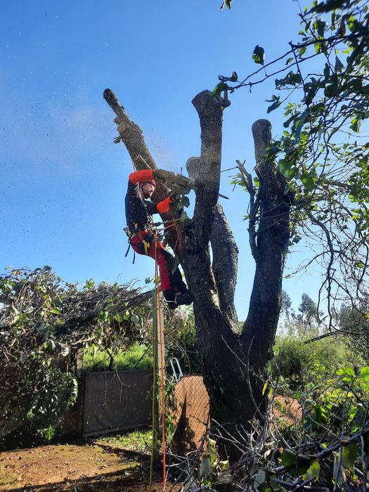 Jardinagem/ Arboricultura
