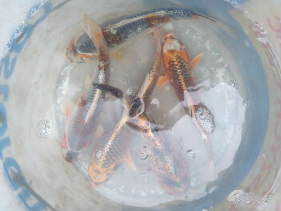 Sprzedaż ryb stawowych I ozdobnych