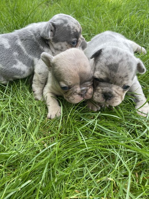Myszka Buldog Francuski Blue Merl