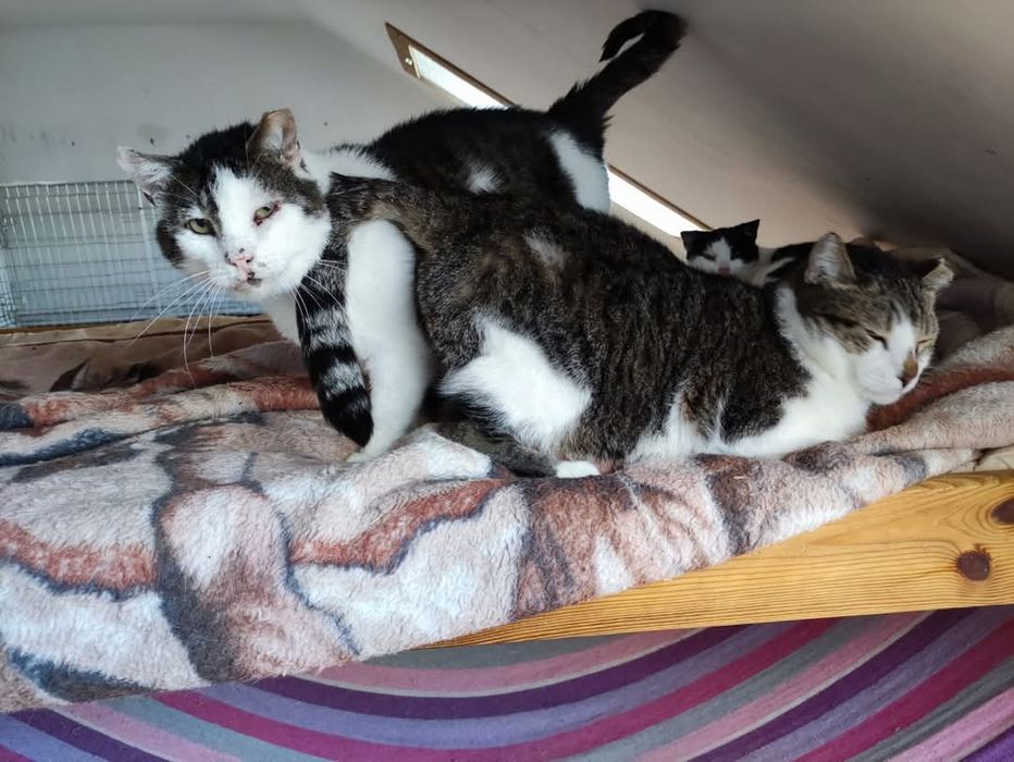 Elton i Rambo dwa słodziaki do adopcji.