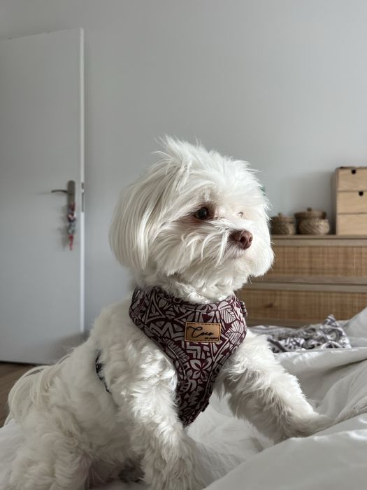 Pet Sitter  & Dog Walker - Almada e Lisboa