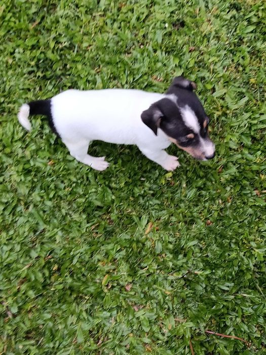 Jack Russel fêmea