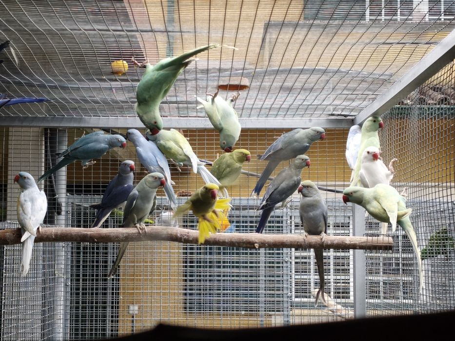 Ring necks de várias mutações