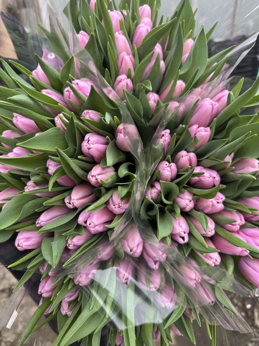 Луковицы тюльпана, после выгонки