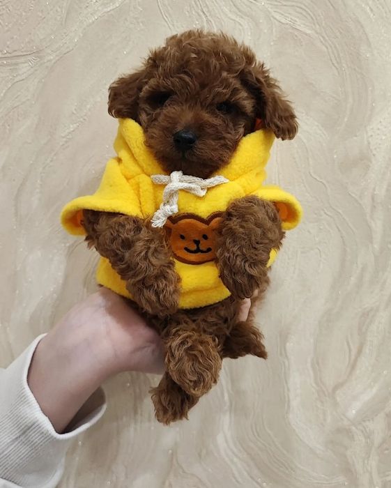 Мімішні пудельки, тойчики редбрауни