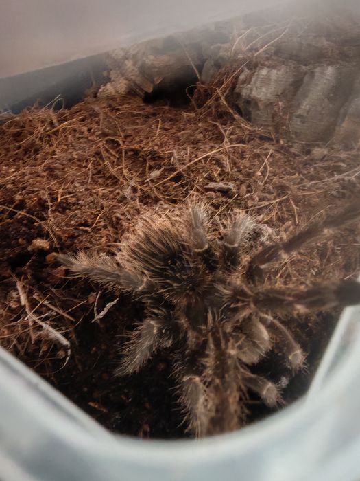 Pająk ptasznik Lasiodora Parahybana samica 4-5DC