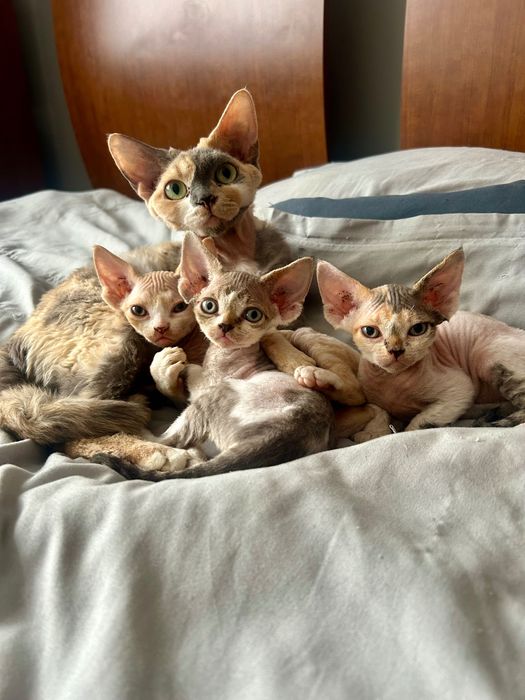 DEVON REX - kocurek -RUDY