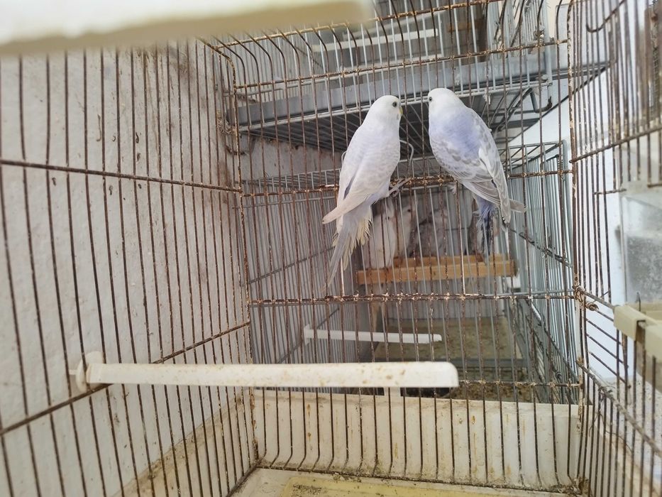 Periquito Casal