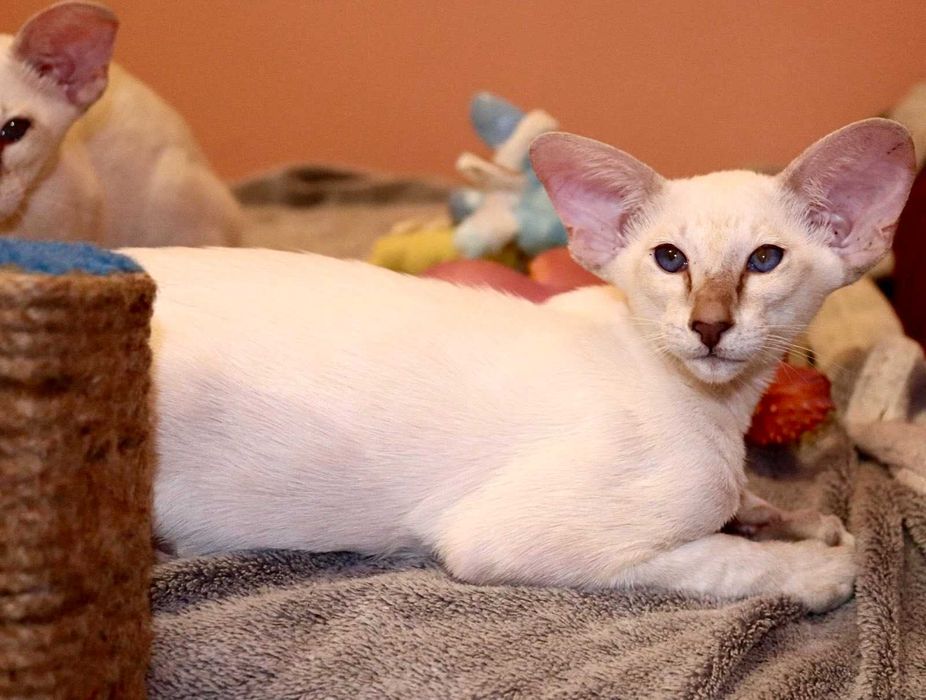 Орієнтали хлопчик Яромір та дівчинка Ясмін