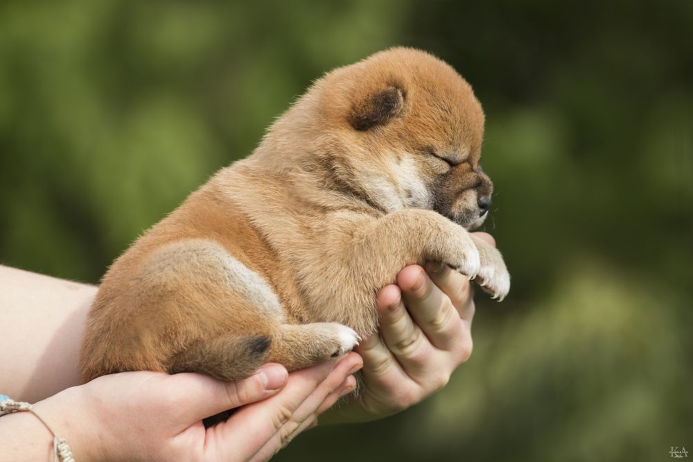 Шиба іну/ шиба ину/ сіба/ сиба/ shiba