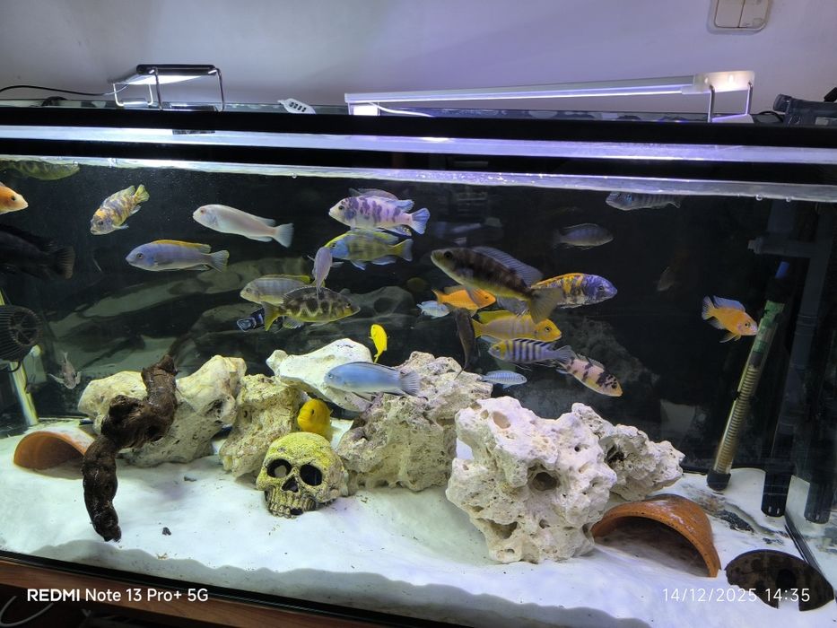 Aquário com tudo incluído mudança de casa