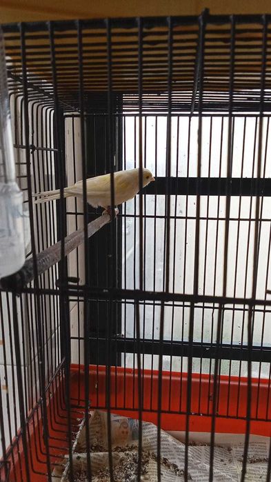 Canários vários casais