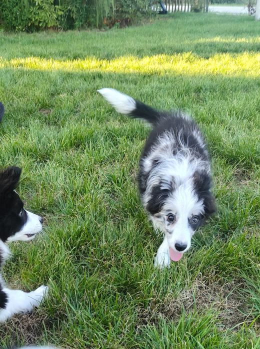 Border Collie suczka blue merle Jellybean