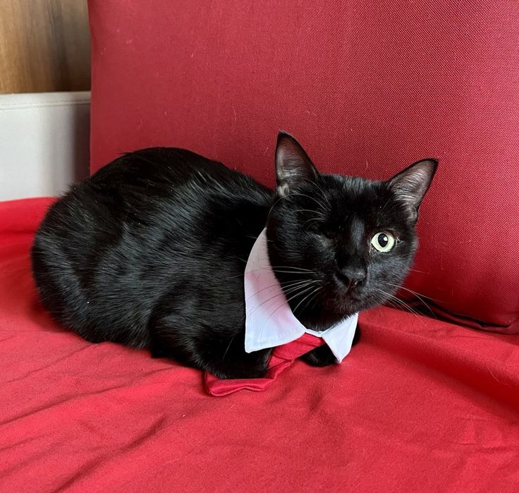 Отдам даром в добрые руки черную кошечку