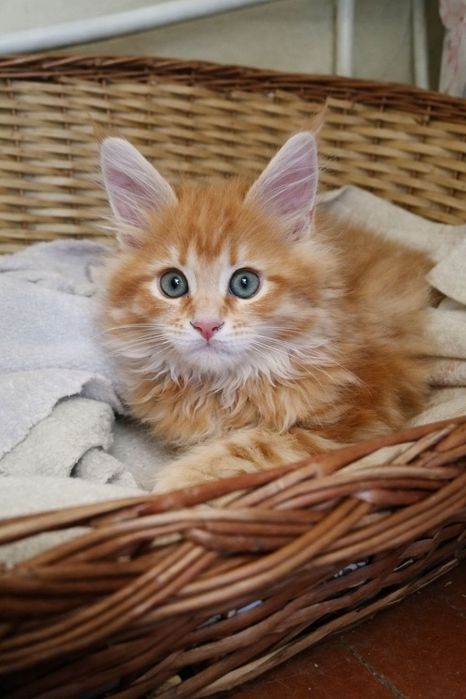 Руді кошенята мейн-кун (Red Tabby) — 3 міс., готові до переїзду