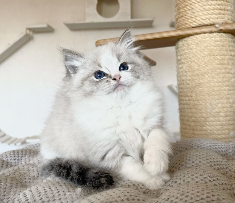 Sliczna Kotka Ragdoll Lynx Bicolor Antonella