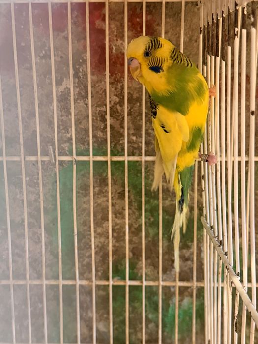 Aves novos 2026