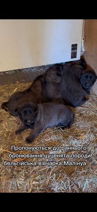 бельгійська вівчарка малінуа