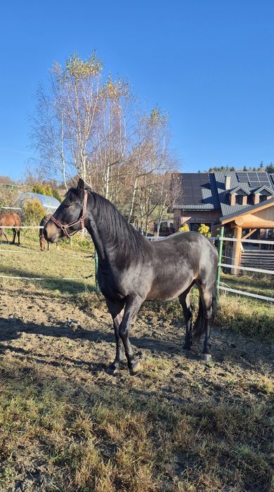 Wałach półfryzyjski